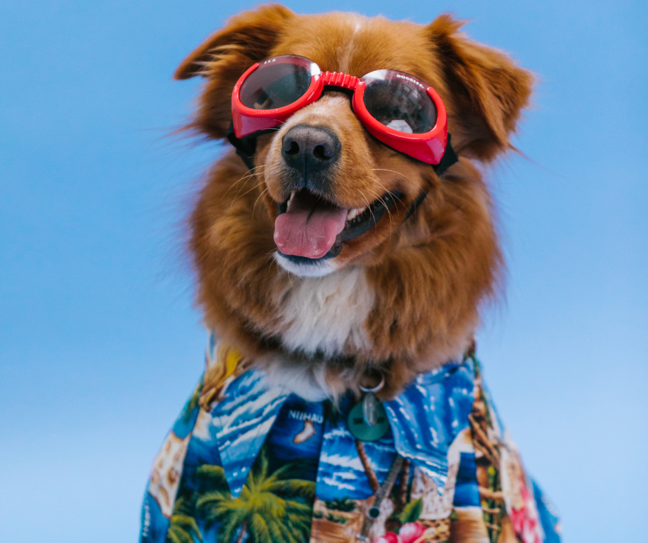 A happy dog wearing red sunglasses and a Hawaiian shirt